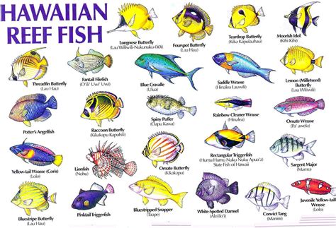 Aloha Joe in Hawaii: A Visual Guide to Hawaii's Reef Fish | Fish chart, Tropical fish, Colorful fish