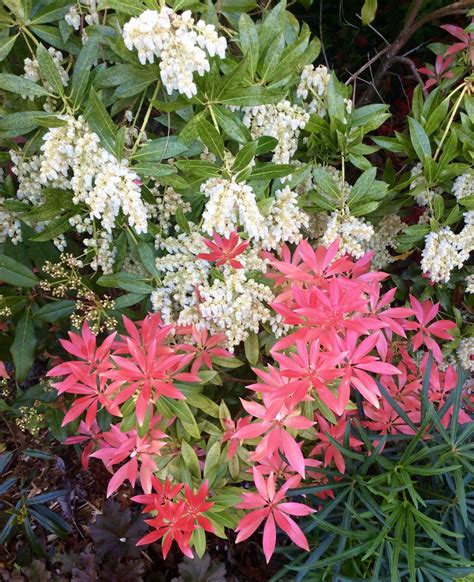 Pieris Japonica | Plants, Red and white, Flowers