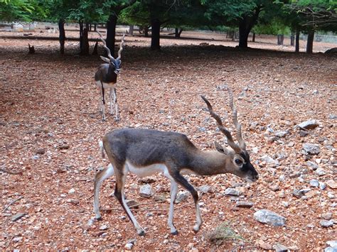 Free Images : spiral, animal, wildlife, wild, zoo, mammal, fauna, antelope, india, horns ...