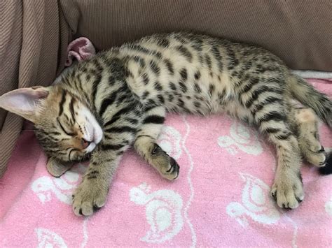 Is My Cat A Bengal Or A Bengal Mix? | TheCatSite