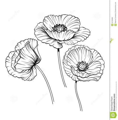 Illustration about Black and white illustrationt of a poppy flowers. Illustration of plant ...
