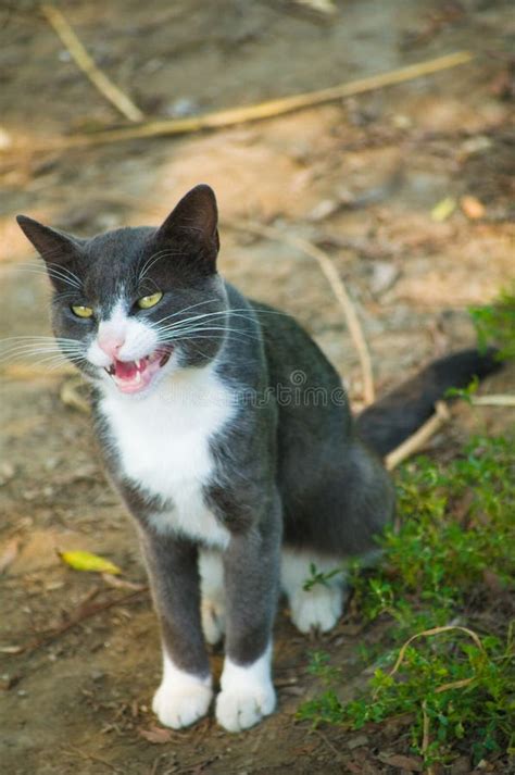 Gray-white cat growling stock photo. Image of straight - 6679610