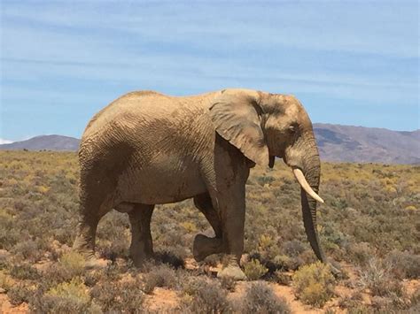 Awesome site at Inverdorn game reserve. | Game reserve, Elephant, Animals