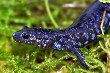 Blue Spotted Salamander