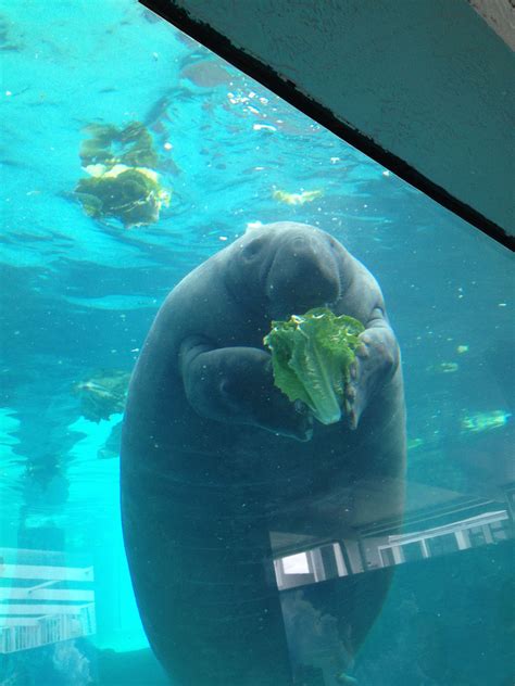 Mote Aquarium Manatee Eating Lettuce