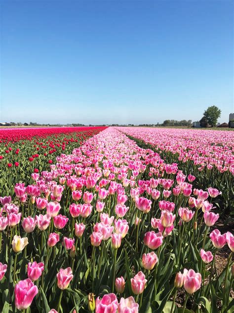 Travel Spotlight: Visiting the Tulip Fields in the Netherlands - The A-Lyst: A Boston-based ...