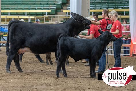 National Junior Limousin Show & Congress | Limousin Cow/Calf Pairs ...