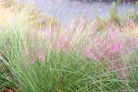 How to Grow and Care for Pink Muhly Grass