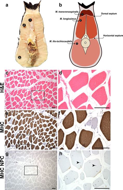 Original tail musculature is organized into distinct epaxial and ...