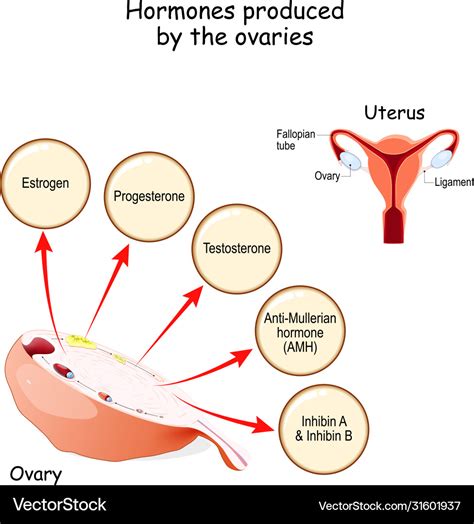 Hormones produced ovaries human endocrine Vector Image