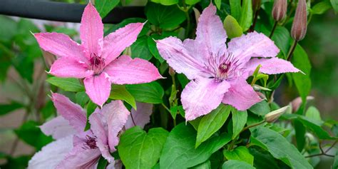 How To Grow Clematis | Best Clematis Varieties - Which?