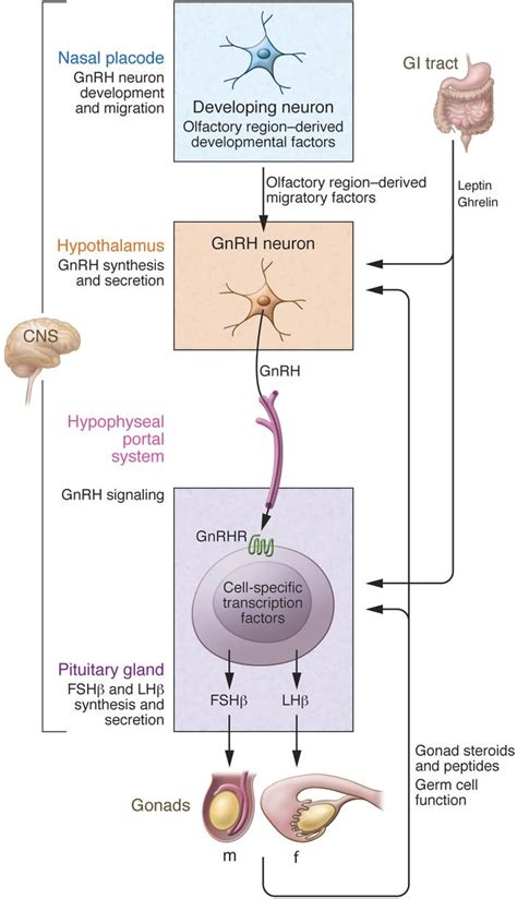 Kallmann Syndrome (KS) Symptoms, Causes Treatment, 58% OFF