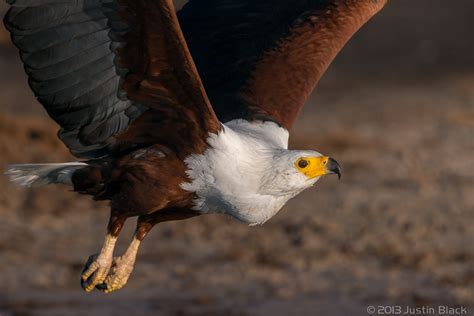 Visionary Wild (Chobe River Safari • Visionary Wild )