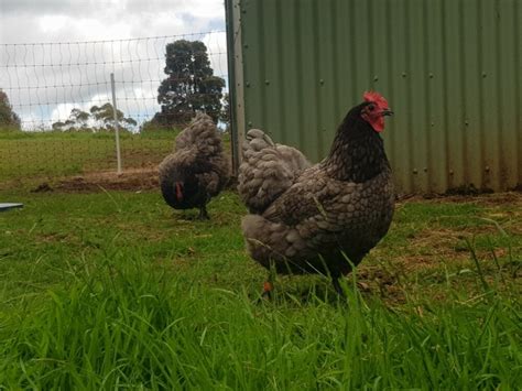 Fertile splash and blue australorp eggs | EggSellent.com.au