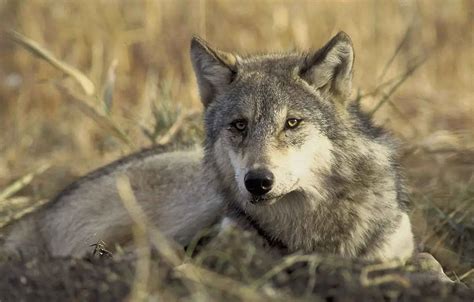 Grey Wolf | The Animal Facts | Appearance, Habitat, Diet, Range, Behavior