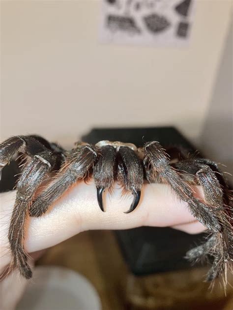 The fangs of a Goliath birdeater, and he’s not even full grown! : r/ThatsInsane