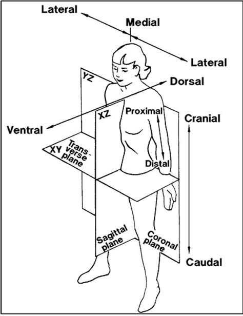 Anatomical Terms And Directions