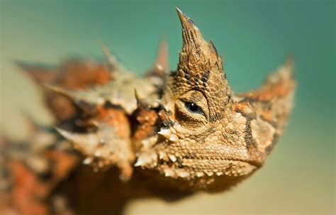 Le diable cornu : un lézard doté d'épines acérées