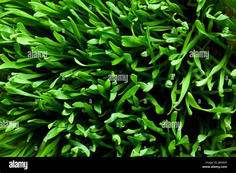 the pattern of green grass Stock Photo - Alamy