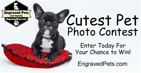 Cutest Pet Contest - Upload and Vote for your Favorite Pet Photo