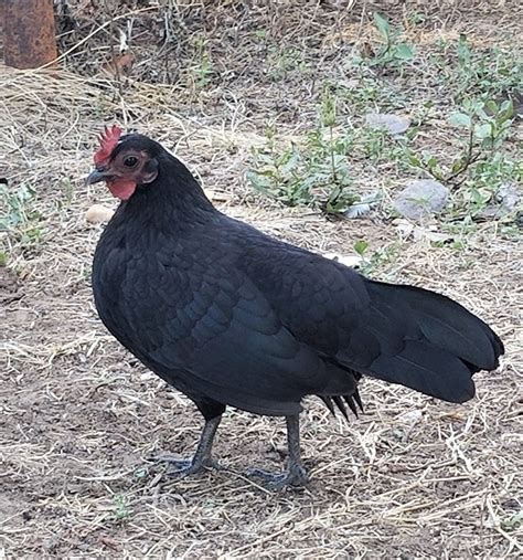 Black Old English Bantam Chickens | Cackle Hatchery®