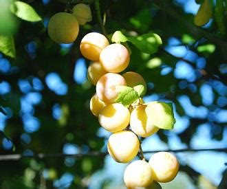 Bullace trees for sale | Buy fruit trees online