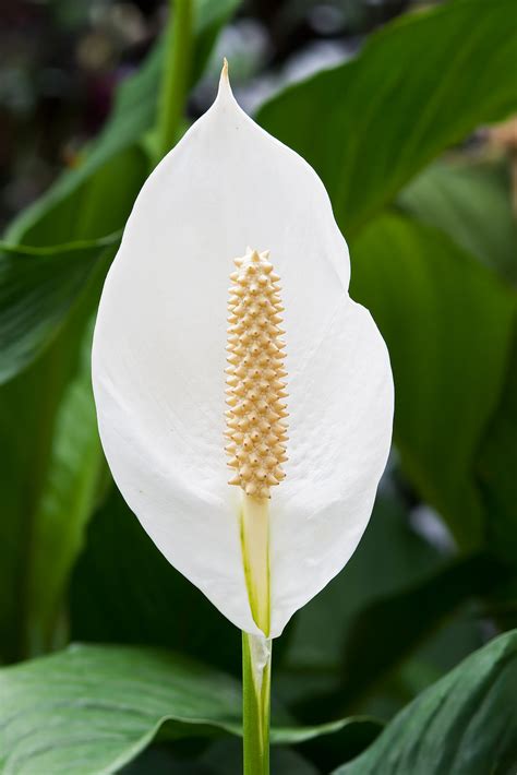 Spathiphyllum - Wikipedia