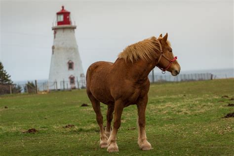 What is a Draft Horse: Comprehensive Guide to The Mighty Breed - HorseNameIdeas.com