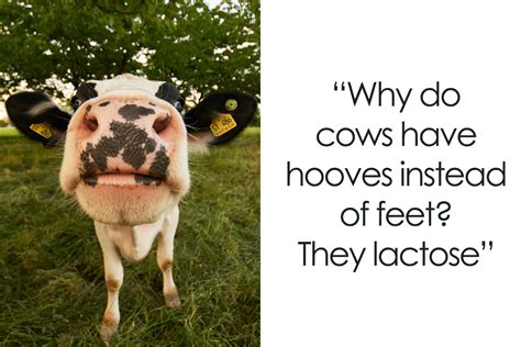 158 Cow Puns That Show How Wonderful These Animals Are | Bored Panda