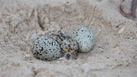 Rare hooded plover chicks go missing at Seacliff beach | The Advertiser