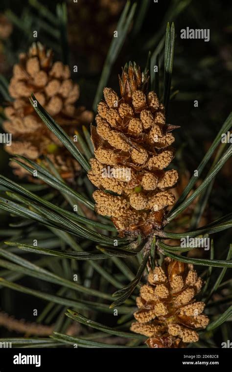 Male Cones of Scots Pine (Pinus sylvestris Stock Photo - Alamy