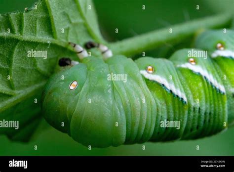 Head of a tomato hornworm larva, Manduca quinquemaculata green caterpillar on a tomato plant ...