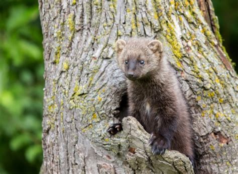 Elusive carnivores fishers from weasel family released in North Cascades National Park of USA's ...