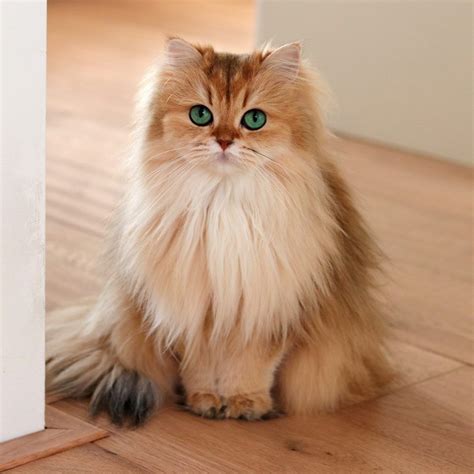 a long haired cat with green eyes sitting on the floor next to a white door