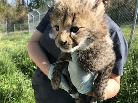 Four adorable cheetah cubs have just been named by the public - Lonely ...