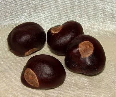 Buckeye Nut (Aesculus flava)