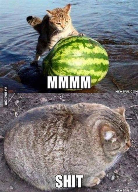 Best Fat Cat Memes - Funny Fat Cat Pictures with Quotes