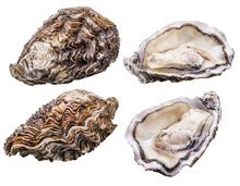 Oyster Shell Free Stock Photo - Public Domain Pictures