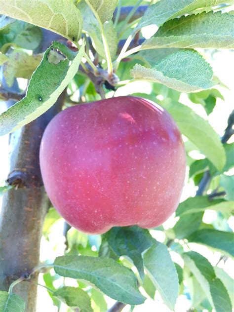 Red Delicious Apple: The Fruit of Knowledge - Arbor Day Blog