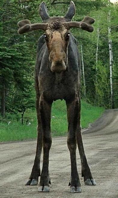 Very tall cute moose | Animals, Cute animals, Mammals