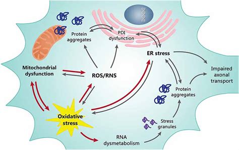Frontiers | Oxidative stress and mitochondrial damage: importance in non-SOD1 ALS | Cellular ...