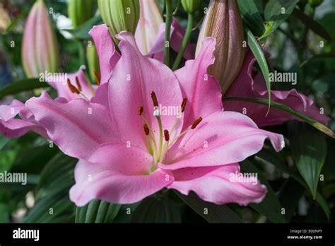 Lily Lilium Homerus Stock Photo - Alamy