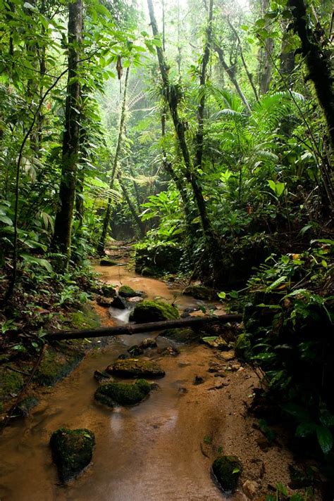 The Atlantic Rainforest is one of the Earth's biodiversity's hotspots. It is home to over 20,000 ...