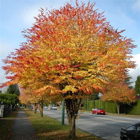 Katsura Tree Seeds cercidiphyllum Japonicum 50seeds - Etsy