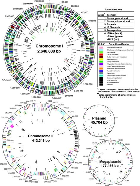 Deinococcus Radiodurans Dna Repair