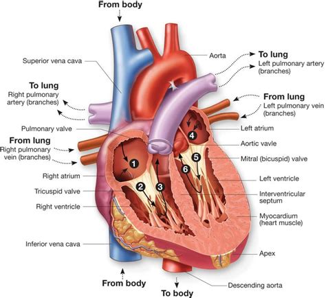 Heart circulatory system diagram - www.anatomynote.com | Human heart ...