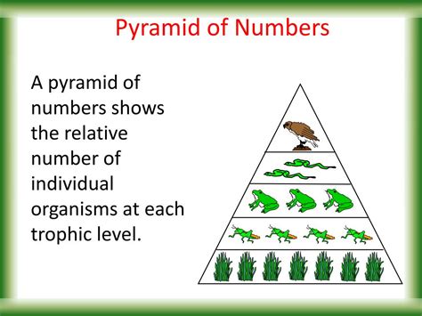 PPT - FOOD CHAINS & WEBS PowerPoint Presentation, free download - ID:2267137