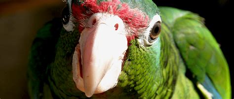 After Maria, biologists weigh how to save Puerto Rican parrot - The Wildlife Society