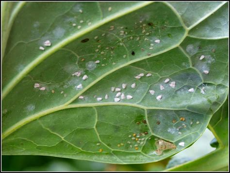 Mark's Veg Plot: Cabbage Whitefly