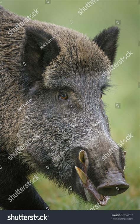 Wild Boar, Close Up With Impressive Tusks Stock Photo 323507027 ...